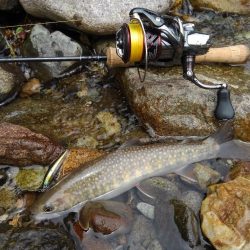 梅雨の晴れ間にイワナ釣り